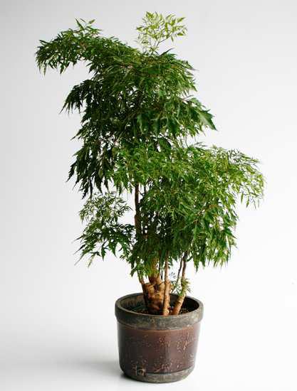 5. Πολυσκιά Polyscias fruticosa Οικογένεια: Araliaceae Καταγωγή: Είναι ενδη ικό φυτό της Ινδίας. Εικ.25 Πολυσκιά Βοτανική περιγραφή: Έχει όρθια ανάπτυξη.