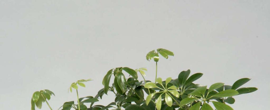 6. Σεφφλέρα Schefflera arboricola Οικογένεια: