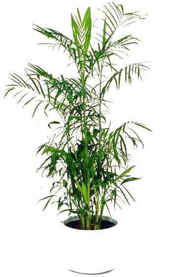 7. Χα αιδωρέα Chamaedorea seifrizii Οικογένεια: Arecaceae Καταγωγή: Είναι φυτό ενδη ικό του Μεξικού και της Κεντρικής Α ερικής.
