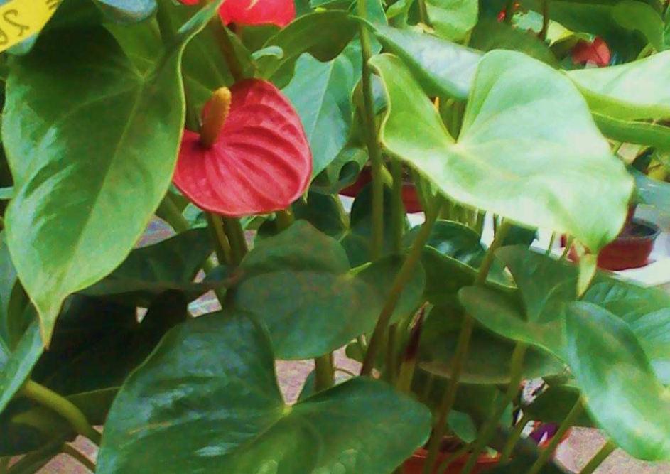 2. Ανθούριο Anthurium sp.