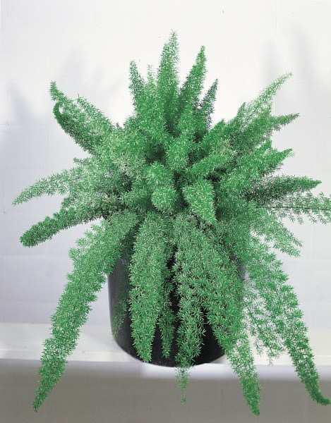 3. Ασπάραγγος αλεποουρά Asparagus densiflorus var. Myers Οικογένεια: Liliaceae Καταγωγή: Κατάγεται από τη Βόρεια Α ερική. Εικ.30 Ασπάραγγος αλεποουρά Βοτανική περιγραφή α.