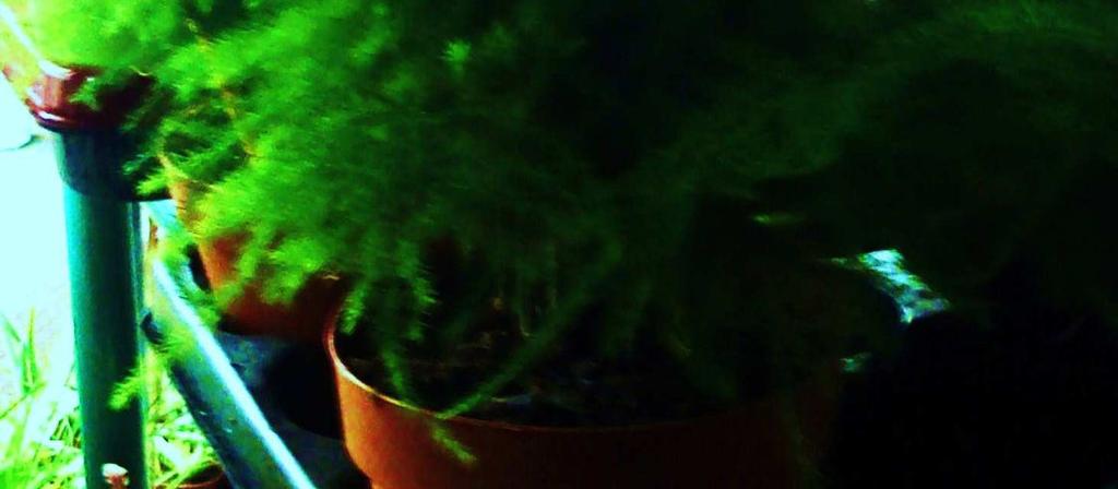 Η αγγλική του κοινή ονο ασία Asparagus fern (Ασπάραγγος πτέρη) πορεί να δίδει την εσφαλ ένη εντύπωση ότι το φυτό είναι ία πτέρη καθώς και η ε φάνιση του φυλλώ