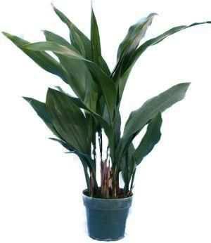 5. Ασπιδίστρα Aspidistra elaltior Οικογένεια: Liliaceae Καταγωγή: Είναι ενδη ικό των νήσων της Νότιας Ιαπωνίας. Εικ.32 Ασπιδίστρα Βοτανική περιγραφή: Είναι πολυετές φυτό αργής ανάπτυξης.