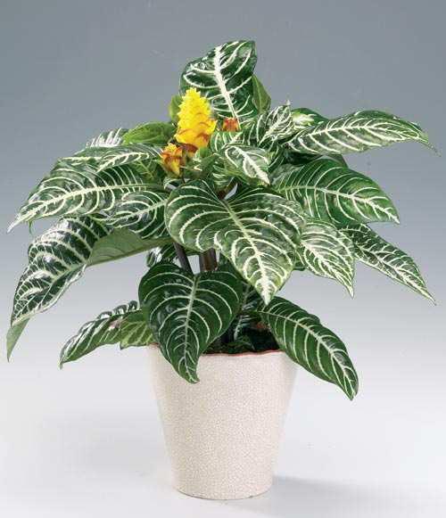 6. Αφελάνδρα Aphelandra squarrosa Οικογενεία: Acanthaceae Καταγωγή: Κατάγεται από τη Βραζιλία. Εικ.