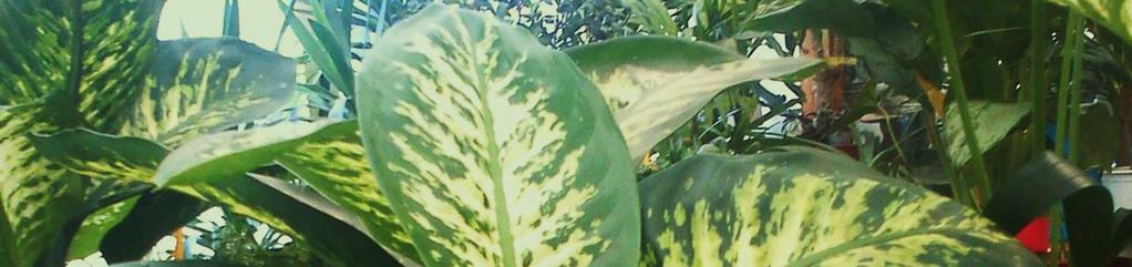 7. 1ιεφφεν πάχια Dieffenbachia amoena Οικογένεια: