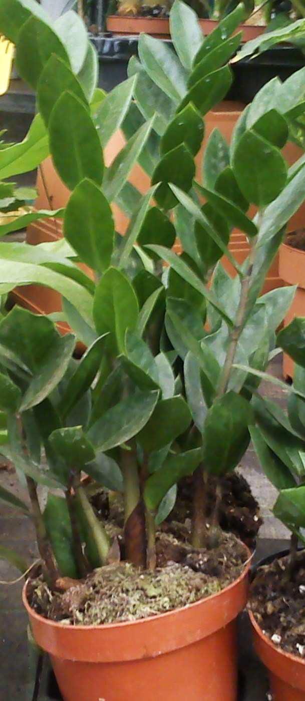 8. Ζά ια Zamia furfuracea Οικογένεια: Zamiaceae Καταγωγή: Είναι φυτό ενδη ικό της Βόρειας, της Κεντρικής και της Νότιας Α ερικής.