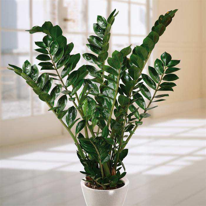9. Ζα ιοκούλκας Zamioculcas zamifolia Οικογένεια: Araceae Καταγωγή: Το φυτό αυτό είναι ενδη ικό της Ανατολικής Αφρικής. Εικ.