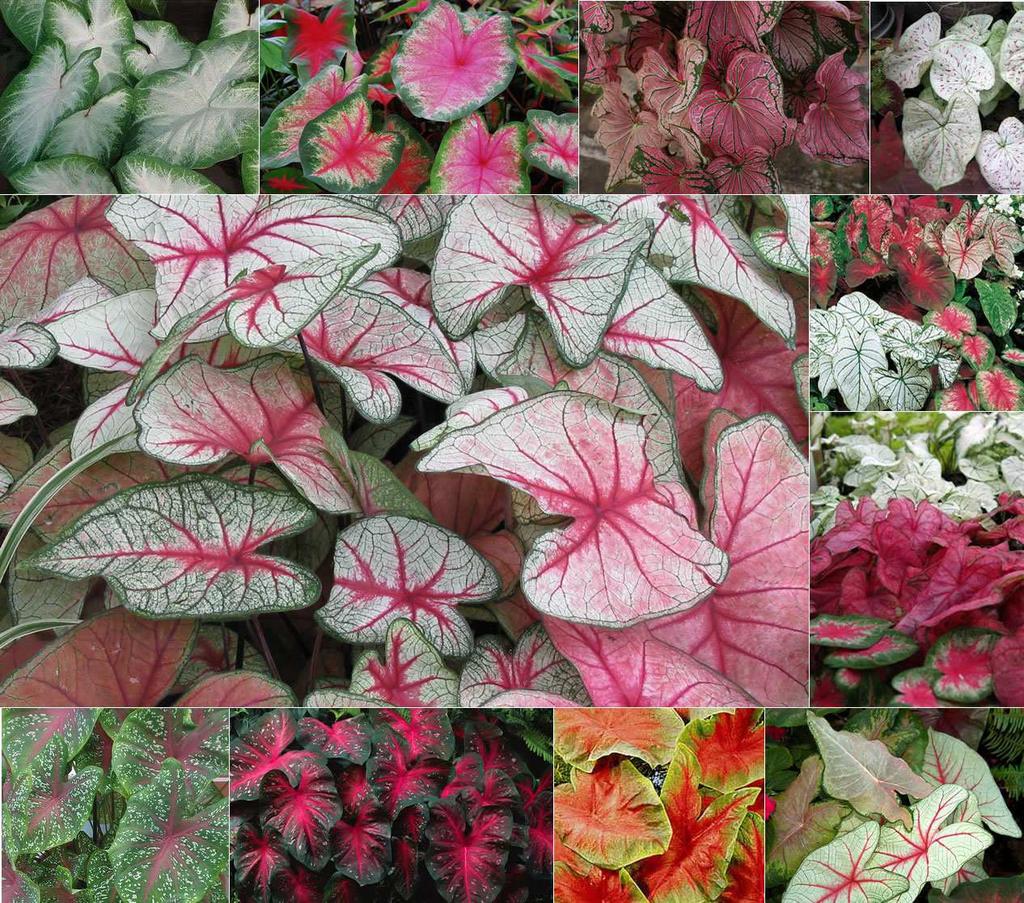 10. Καλάδιο Caladium sp. Οικογένεια: Araceae Καταγωγή: Είναι ενδη ικό φυτό της Βραζιλίας και γενικά της Νότιας και Κεντρικής Α ερικής. Εικ.