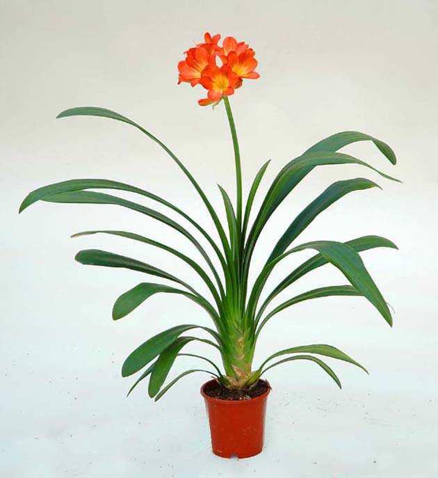 11. Κλίβια Clivia miniata Οικογένεια: Amaryllidaceae Καταγωγή: Προέρχεται από τη Νότια Αφρική. Εικ.38 Κλίβια Βοτανική περιγραφή α.