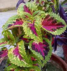 12. Κολεός Coleus blumei Οικογένεια: Lamiaceae Καταγωγή: Κατάγεται από τη Νοτιοανατολική Ασία. Εικ.39 Κολεός Βοτανική περιγραφή α. Ύψος φυτού: Το φυτό αυτό πορεί να φθάσει ύψος τα 60 εκατοστά. β.