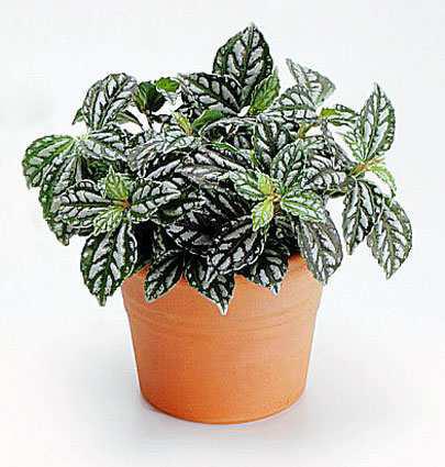 14. Πιλέα Pilea cadieri Οικογένεια: Urticaceae Καταγωγή: Είναι ενδη ικό φυτό της Κίνας. Εικ.41 Πιλέα Βοτανική περιγραφή: Είναι ένα ικρό φυτό ε πυκνό και συ παγές φύλλω α.