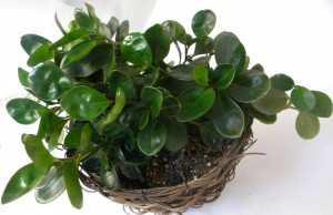 15. Πιπερό ια Peperomia obtustifolia Οικογένεια: Piperaceae Καταγωγή: Είναι ενδη ικό φυτό του Μεξικού, της Νότιας Αφρικής και της Καραϊβικής. Εικ.