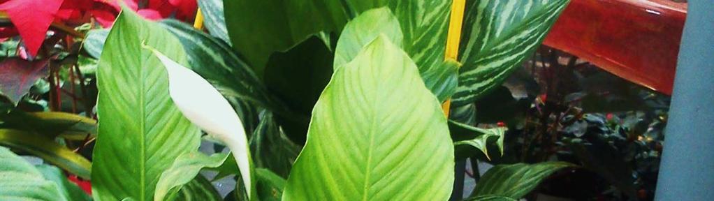 16. Σπαθίφυλλο Spathiphyllum wallissii Οικογένεια: Araceae