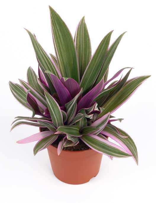 17. Τραντεσκάντια Trandescandia spathacae Οικογένεια: Commelinaceae Καταγωγή: Κατάγεται από το Μεξικό. Εικ.