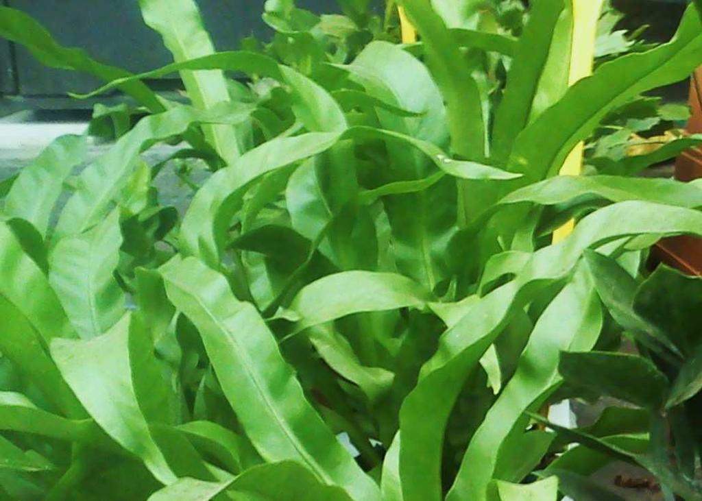 2. Ασπλένιο Asplenium nidus avis Οικογένεια: Polypodiaceae Καταγωγή: Είναι φυτό ενδη ικό της Νοτιοανατολικής Ασίας,