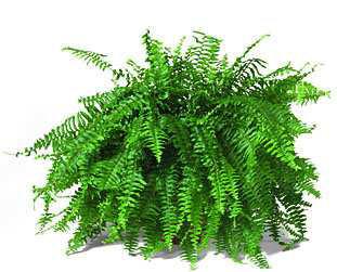 3. Νεφρολεπίς Nephrolepis exaltata bostoniensis Οικογένεια: Polypodiaceae Καταγωγή: Είναι ενδη ικό φυτό των τροπικών περιοχών σε όλο τον κόσ ο.