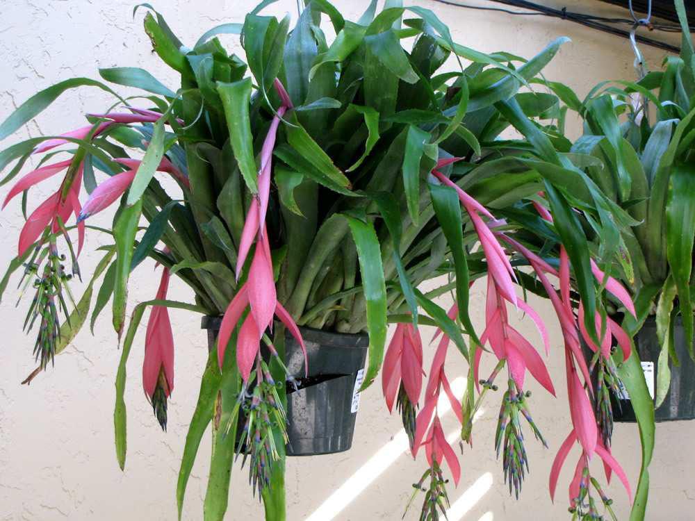 2. Βιλ πέργκια Billbergia nutans Οικογένεια: Bromeliaceae Καταγωγή: Είναι ενδη ικό φυτό της Βραζιλίας, της Ουρουγουάης και της Αργεντινής. Εικ.