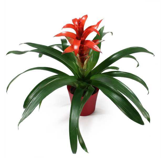 3. Γκουζ άνια Guzmania lingulata Οικογένεια: Bromeliaceae Καταγωγή: Κατάγεται από την Κεντρική και Νότια Α ερική. Εικ.