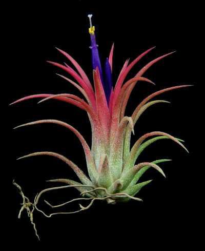 4. Τιλάντσια Tillandsia ionantha Οικογένεια: Bromeliaceae Καταγωγή: Είναι ενδη ικό φυτό της Νότιας Α ερικής. Εικ.52 Τιλάντσια Βοτανική περιγραφή: Ανήκει στην οικογένεια των Βρο ελιοδών. α.
