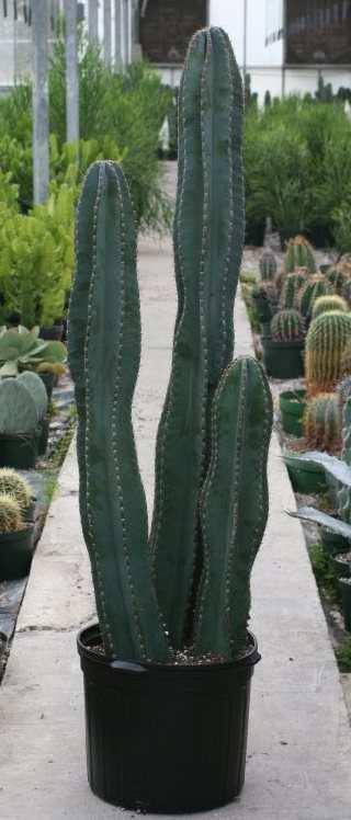 2. Κηρίο το περουβιανό Cereus peruvianus Οικογένεια: Cactaceae Εικ.54 Κηρίο το περουβιανό Βοτανική περιγραφή: Είναι ένας κάκτος ψηλός, ίσιος και ακ