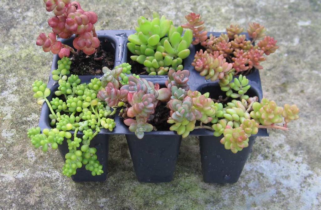 3. Σέδο Sedum sp. Οικογένεια: Crassulaceae Εικ.55 /ιάφορα είδη του γένους Sedum Βοτανική περιγραφή α.