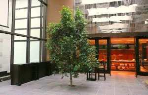 4. Grand Hyatt, Melbourne Εγκατάσταση- 8ιατήρηση: Tree Logic Πρόκειται για την ανακατασκευή του Hyatt s Foyer στη Μελβούρνη κατά την οποία έγινε η εγκατάσταση 5 φυτών Ficus hilli var.