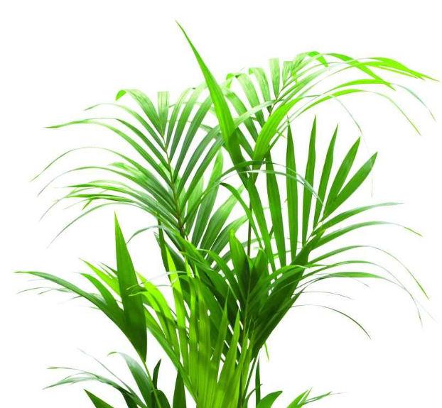 2. Κέντια Howea forsteriana Οικογένεια: Arecaceae Καταγωγή: Το φυτό είναι ενδη ικό στο νησί Lord Howe s Island ανά εσα στην Αυστραλία και τη Νέα Ζηλανδία και στο νησί
