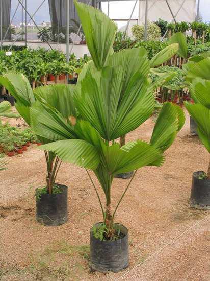 3. Λικουάλα Licuala grandis Οικογένεια: Arecaceae Καταγωγή: Είναι ενδη ικό φυτό των νησιών του Ειρηνικού 5κεανού. Εικ.13 Λικουάλα Βοτανική περιγραφή: Είναι φοινικοειδές φυτό πολύ εγάλου όγκου. α.