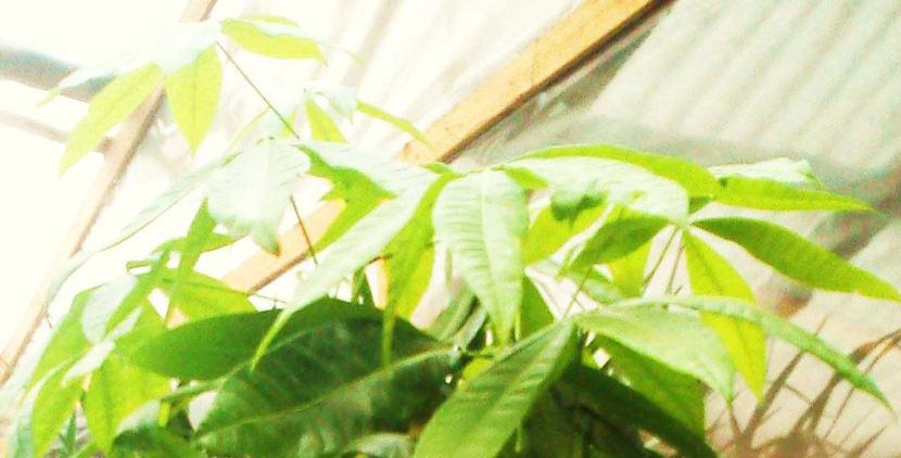 5. Παχίρα Pachira aquatica Οικογένεια: Malvaceae