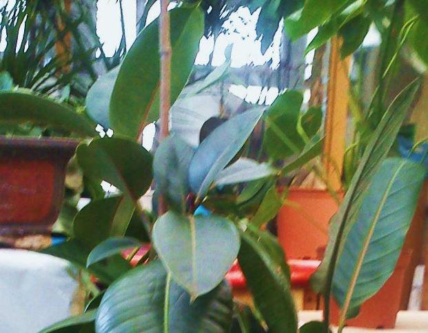 6. Φίκος ο ελαστικοφόρος Ficus elastica Οικογένεια: Moraceae Καταγωγή: Είναι ενδη