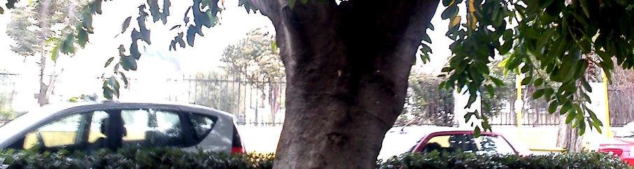 δεν έχει σχέση ε το Para rubber tree (Hevea brasiliensis) της οικογένειας