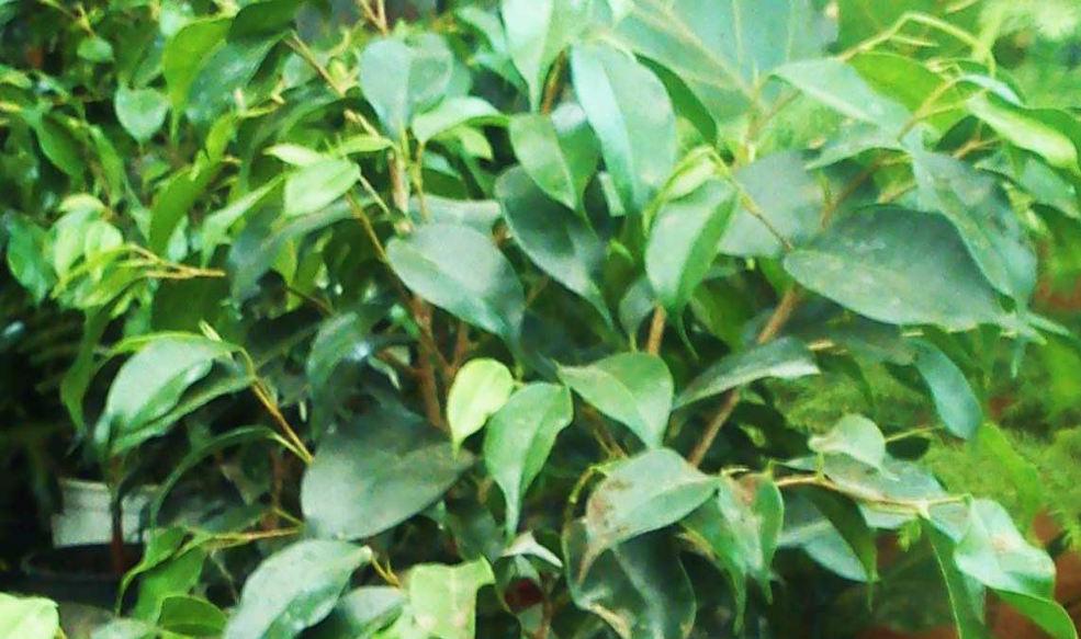 7. Φίκος βενια ίν Ficus