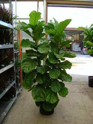 8. Φίκος λυράτα Ficus lyrata Οικογένεια: Moraceae Καταγωγή: Είναι ενδη ικό φυτό της 8υτικής Αφρικής, από το Κα ερούν έως τη Σιέρα Λεόνε. Εικ.