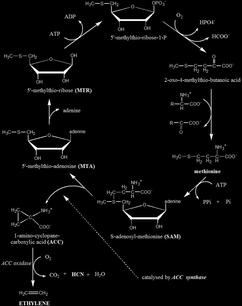 Βιοσύνθεση αιθυλενίου (α) Τα κυανιούχα ιόντα: ρυθμίζουν την βιοσύνθεση του αιθυλενίου.