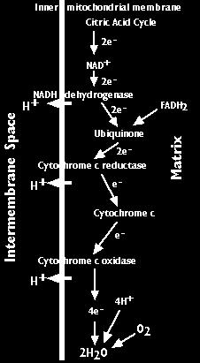 Krebs cycle respiratory