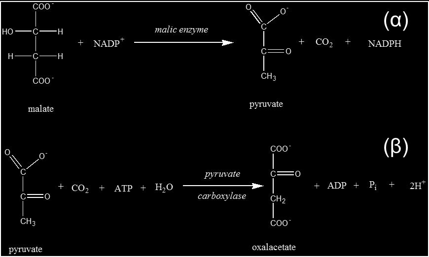 Κλάσμα αναπνοής (β) (α) Η αντίδραση μετατροπής του μηλικού οξέος σε