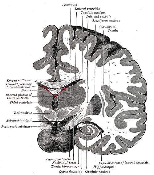 Ανατομία του ΚΝΣ - Ο εγκέφαλος (42/43) Πάνω από τη μέλαινα ουσία βρίσκονται οι ερυθροί πυρήνες που σχετίζονται με την παρεγκεφαλίδα.