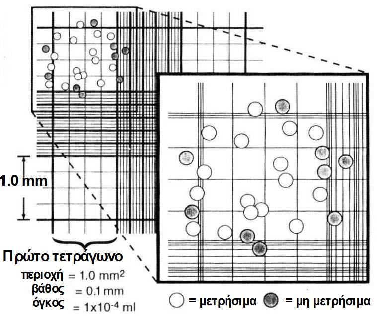 Υλικά και Μέθοδοι τετραγώνου 1 mm 2 ). Το κάθε τετράγωνο ορίζεται από τρείς παράλληλες γραμμές που απέχουν μεταξύ τους 2.