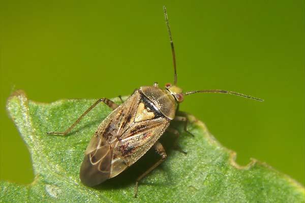 Miridae- mehkokožne stenice Lygus rugulipennis- Motna poljska stenica Največ stenic (tretjina) spada v družino Miridae.