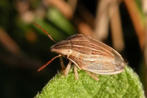 Pentatomidae Aelia acuminata- Ostroglava žitna stenica Družina Pentatomidae je tretja največja skupina stenic.