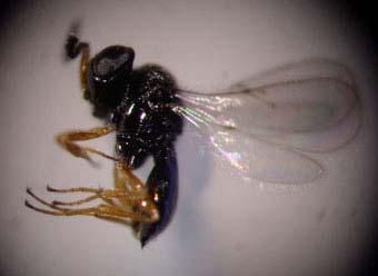 na levi Trissolcus spp, na