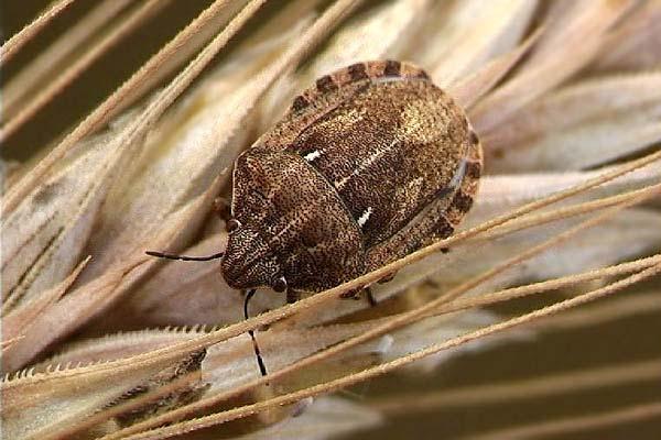 Scutelleridae- Želvaste stenice Eurygaster maura- Navadna žitna stenica Želvaste stenice so dobile ime po velikem ščitku.