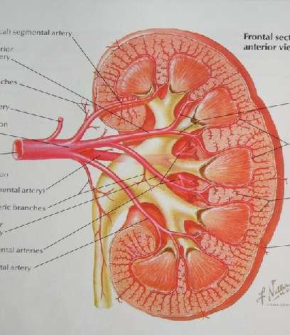 Νεφρικά αγγεία Νεφρική αρτηρία 2 3 κλάδοι Τοξοειδείς