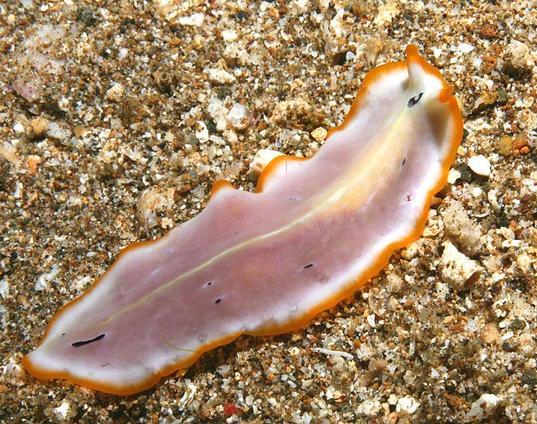 Flatworm