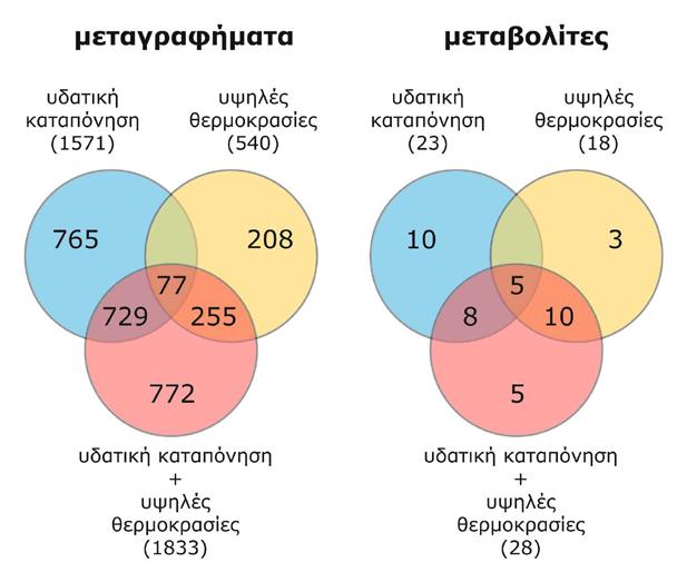 Η αλληλεπίδραση δύο ή περισσότερων παραγόντων καταπόνησης αποτελεί μια νέα κατάσταση καταπόνησης Τα μοναδικά μεταγραφικά και μεταβολικά χαρακτηριστικά φυτών Arabidopsis που έχουν υποστεί συνδυασμό