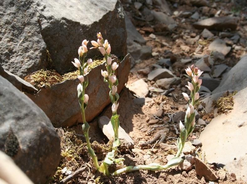 H Cephalanthera cucullata ανακαλύφθηκε για