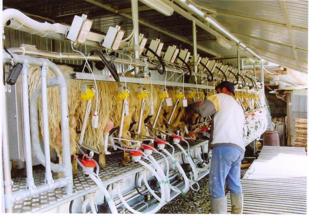Εικόνα 8: Μηχανική άμελξη Το άρμεγμα με τη μηχανή έδωσε την ευκαιρία περισσότερης μελέτης του φαινομένου «ροή του γάλακτος στα πρόβατα» και μπορούμε να δούμε τις ιδιομορφίες που παρουσιάζουν.