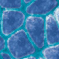 3.1.1 Τύποι κυττάρων της επιδερμίδας Στην επιδερμίδα παρατηρούνται τα κερατινοκύτταρα, τα οποία είναι τοποθετημένα σε στοίβες, δημιουργώντας διαδοχικά υποστρώματα.