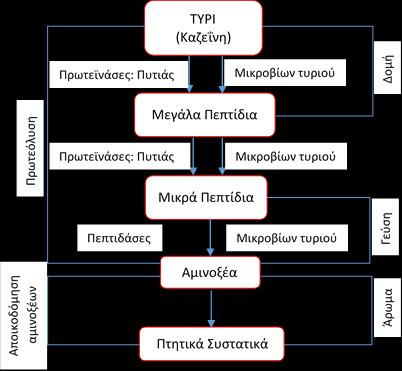 Παρασκευή Τυριού Το Στάδιο της Ωρίμανσης Τα ένζυμα με καθοριστικό ρόλο στη διαδικασία της πρωτεόλυσης ονομάζονται πρωτεϊνάσες.