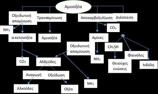 Παρασκευή Τυριού Το Στάδιο της Ωρίμανσης τελευταία, αποτελούν ιδανικό υπόστρωμα για εσωκυτταρικές εξω-πεπτιδάσες που προέρχονται από τα οξυγαλακτικά βακτήρια και απελευθερώνονται στο τυρόπηγμα, όταν